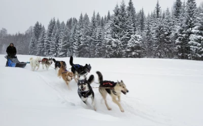 Comment bien débuter en mushing : le guide essentiel pour partir du bon pied